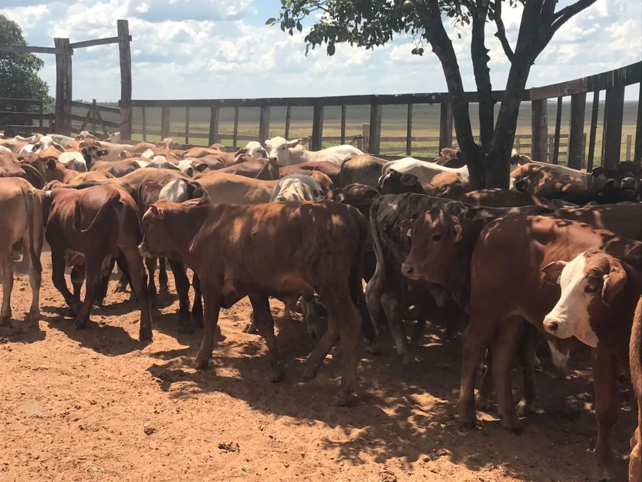 Cattle production